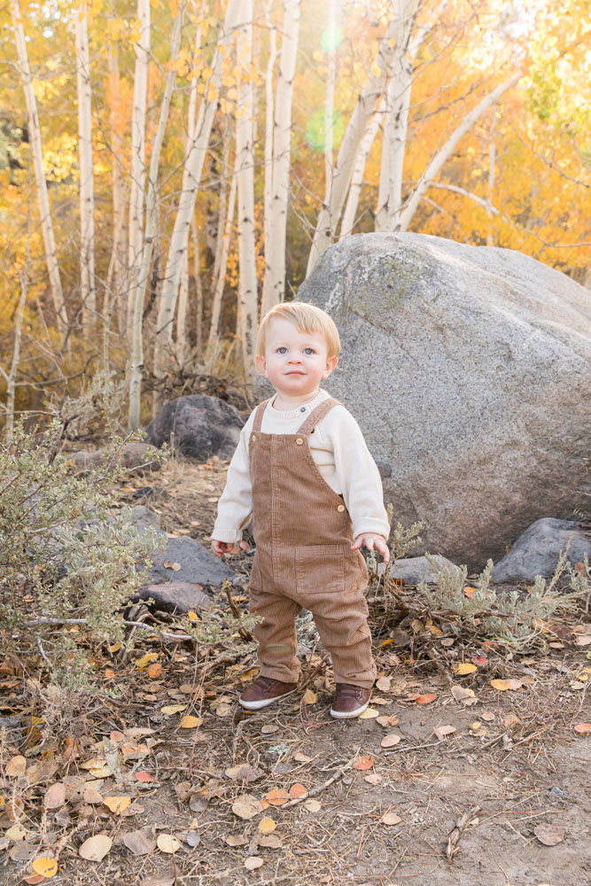 A one year old boy is curious in the forest with golden aspens all around him