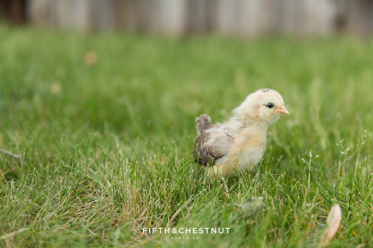 Backyard chickens in Sparks by Reno Photographer