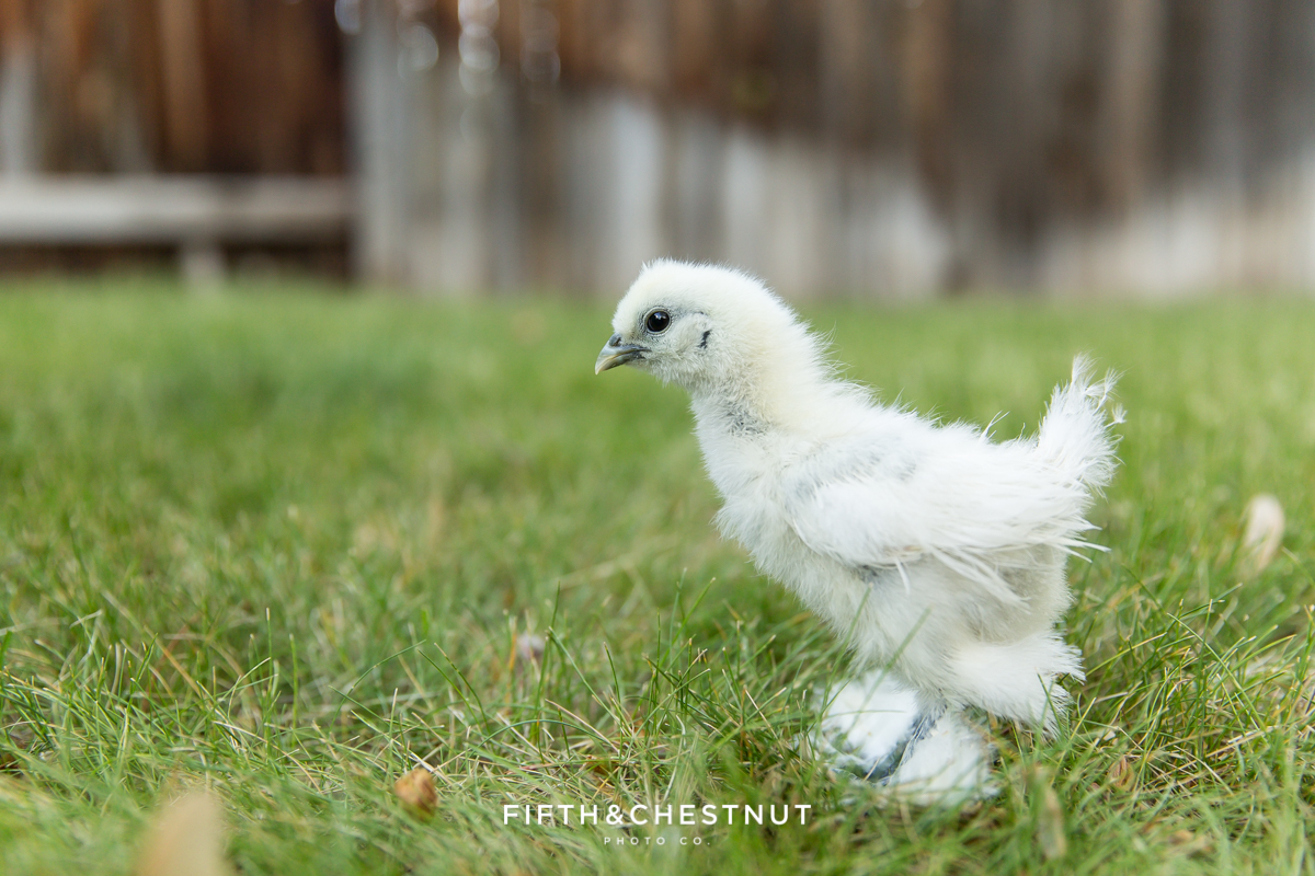 Backyard chickens in Sparks by Reno Photographer