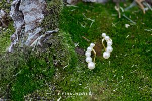 Pearl wedding earrings on moss before a North Lake Tahoe Wedding by Lake Tahoe Wedding Photographer