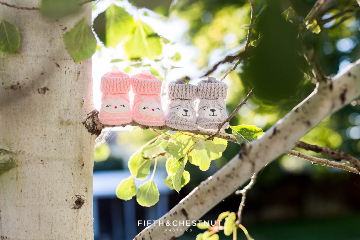 Twin Gender reveal with pink booties and gray booties on an aspen tree branch