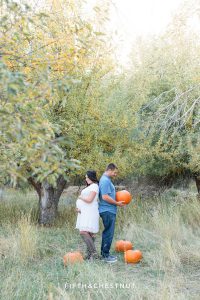 Husband and his pregnant wife stand back to back in an apple orchard surrounded by pumpkins while he looks down at a pumpkin he's holding and she looks down at her baby bump for their fall maternity portraits