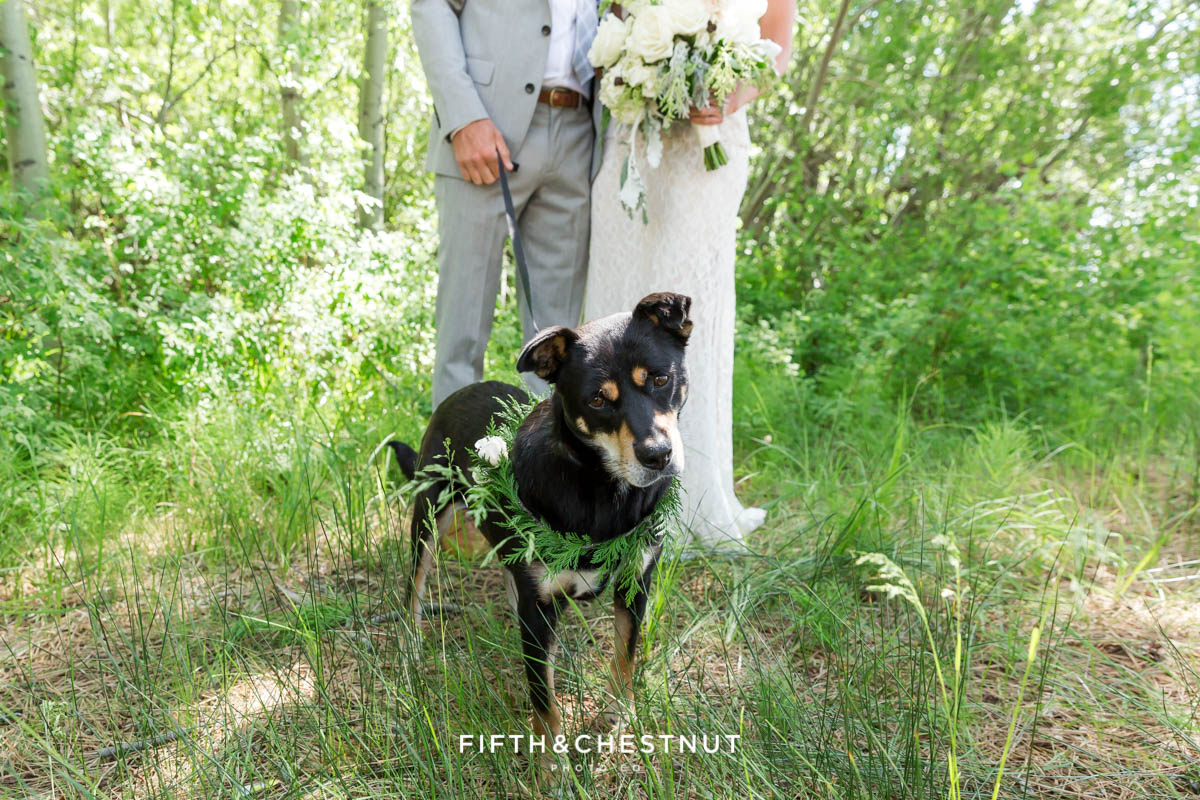 bride and groom with their adopted dog wearing a floral collar for a south lake tahoe wedding