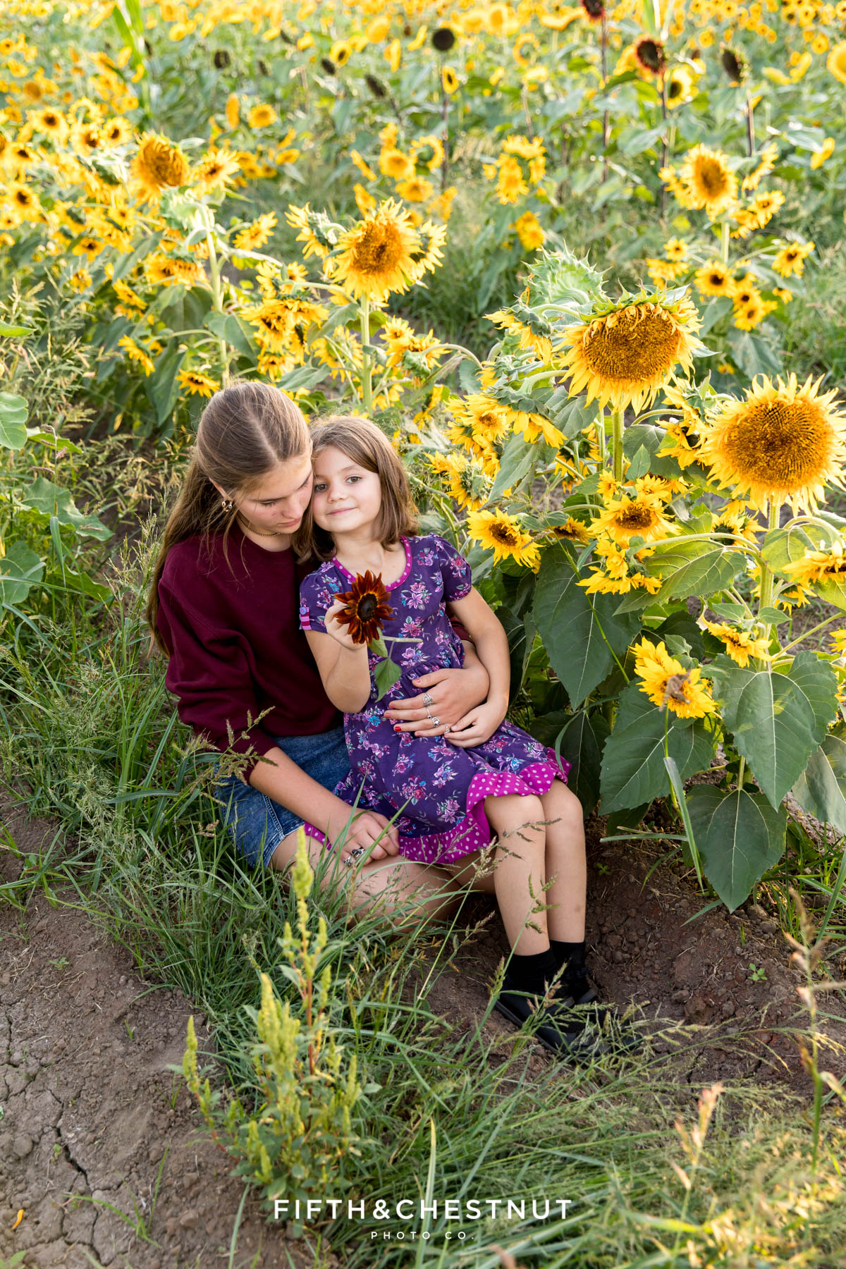 Sisters wearing shades of red and purple relax in a sunflower field for sunflower family photos at Ferrari Farms in Reno, NV.