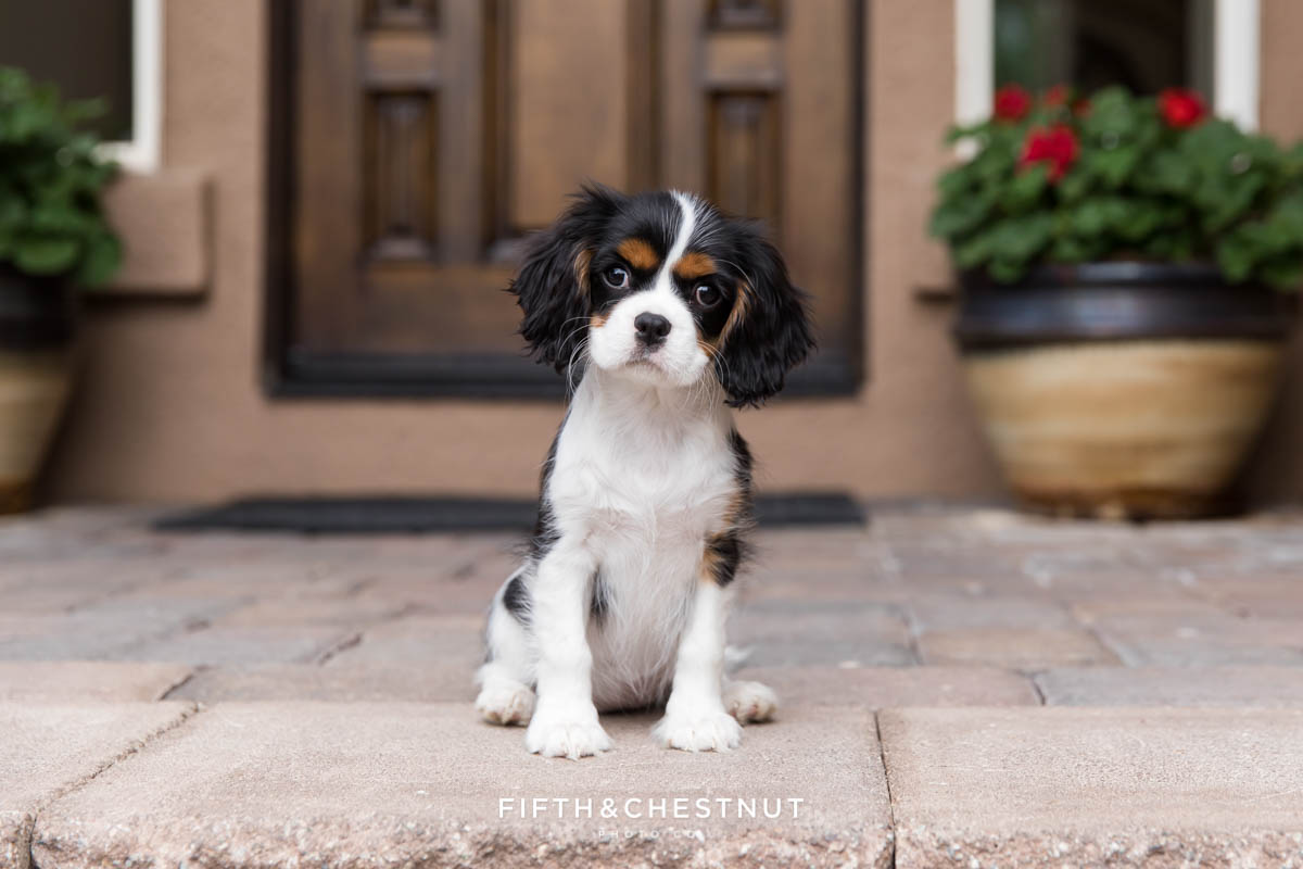 Adorable puppy portrait during a photo session at Caughlin Ranch